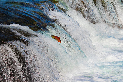 Alaska and Salmon Alaska and Salmon