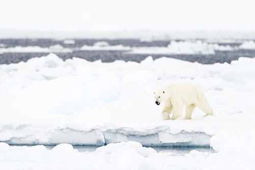 Artic Baffin Bay Artic Baffin Bay