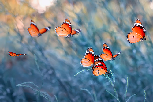 butterfly garden Butterflies in a wildflower garden
