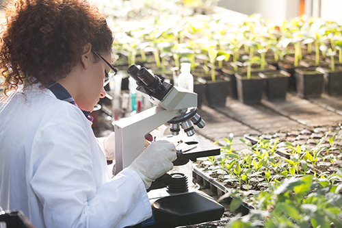 Scientist looking at microscope in greenhouse Young woman looking through a microscope