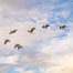 Canadian geese flying in a V-shape