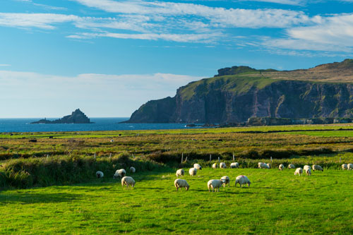 Sheep by the seaside in Ireland
