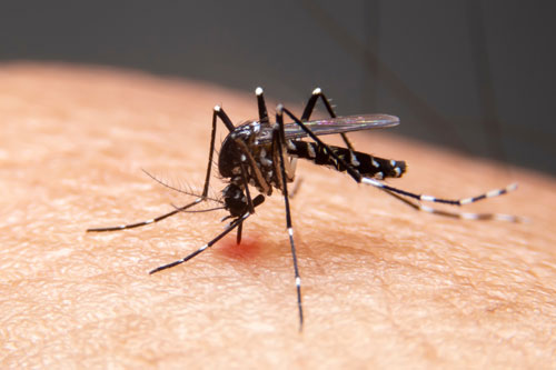 Mosquito bting someone's skin