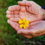 Flower in older adult woman's hand