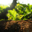 Plant sprouting from lush soil