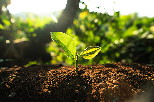 Plant sprouting from lush soil